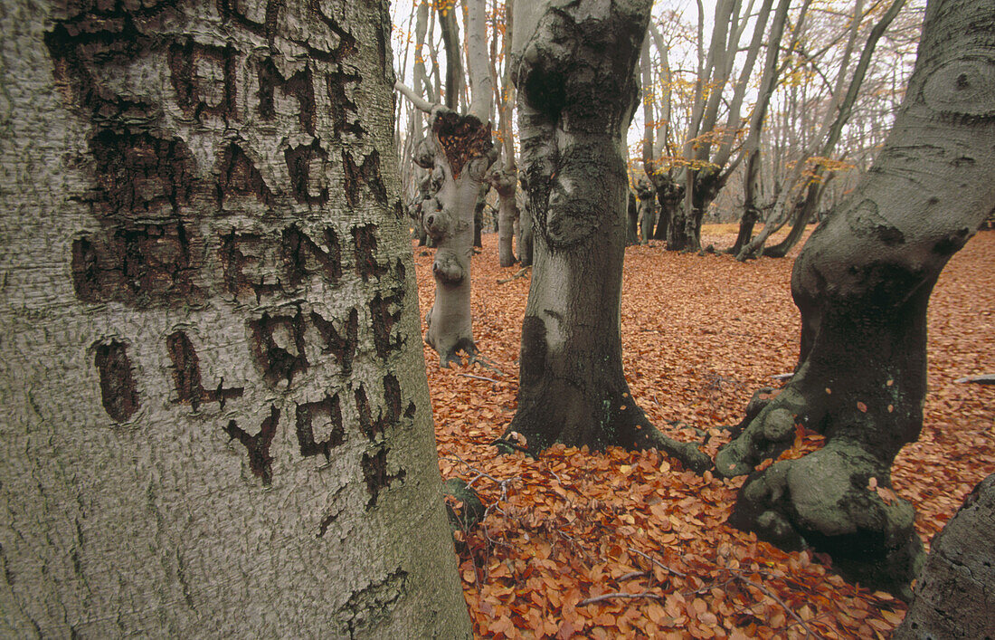 Ancient beches at Epping Forest in autumn. Essex, UK