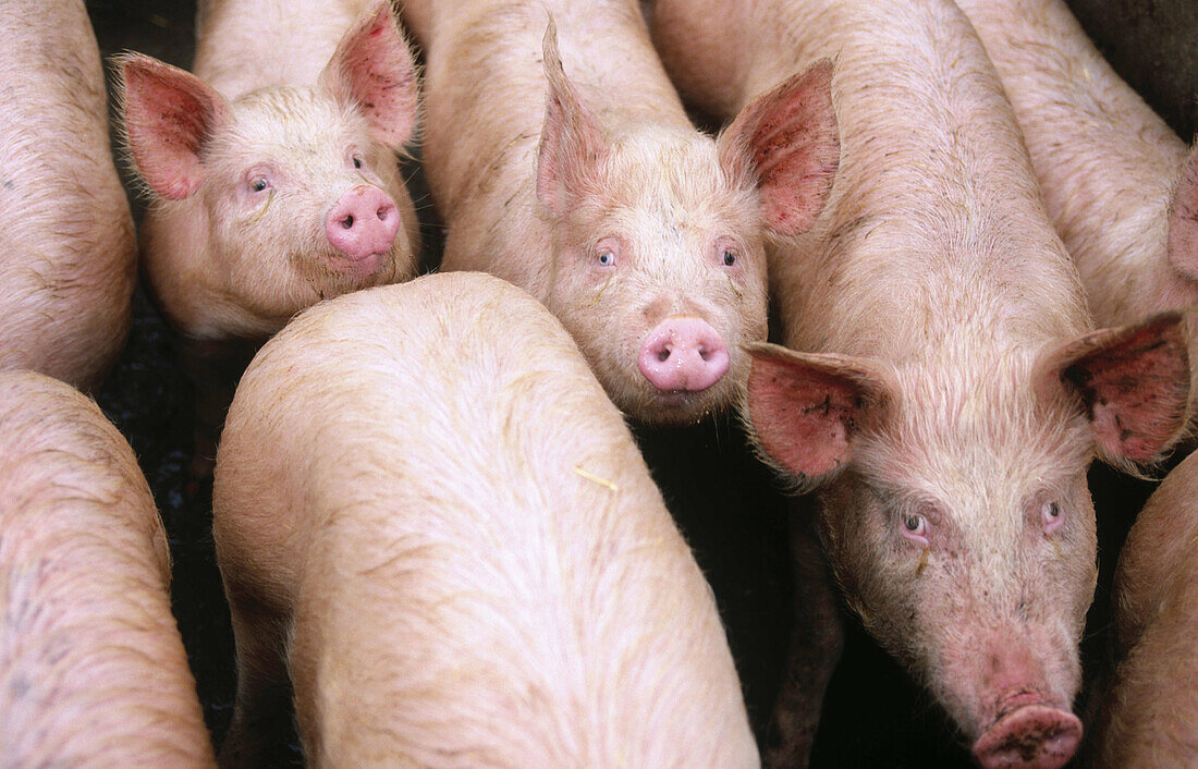 16 Week old Landrace Pigs. Berkshire. England