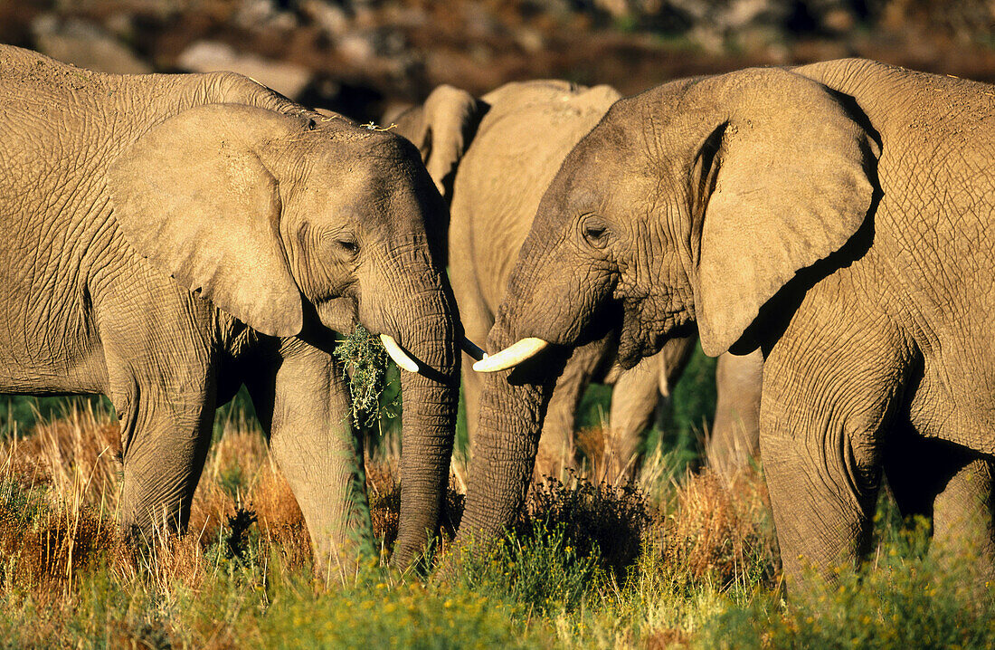 African Elephants (Loxodonta africana) in Kenya