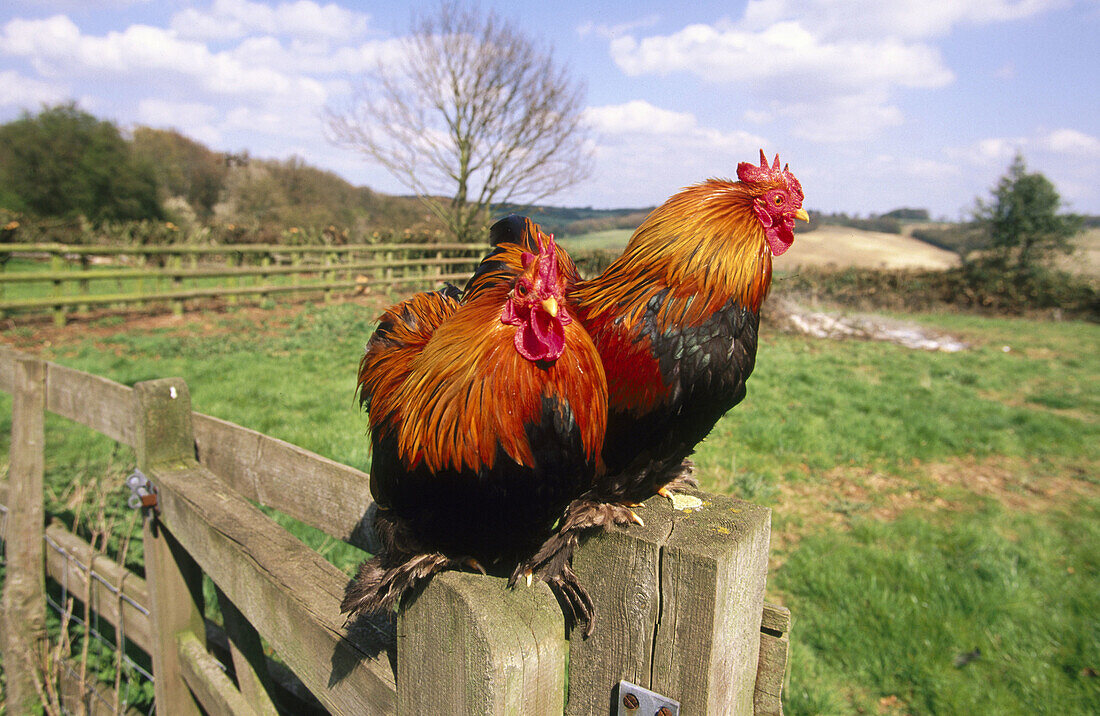 Peking cock bantums. Hertfordshire. UK