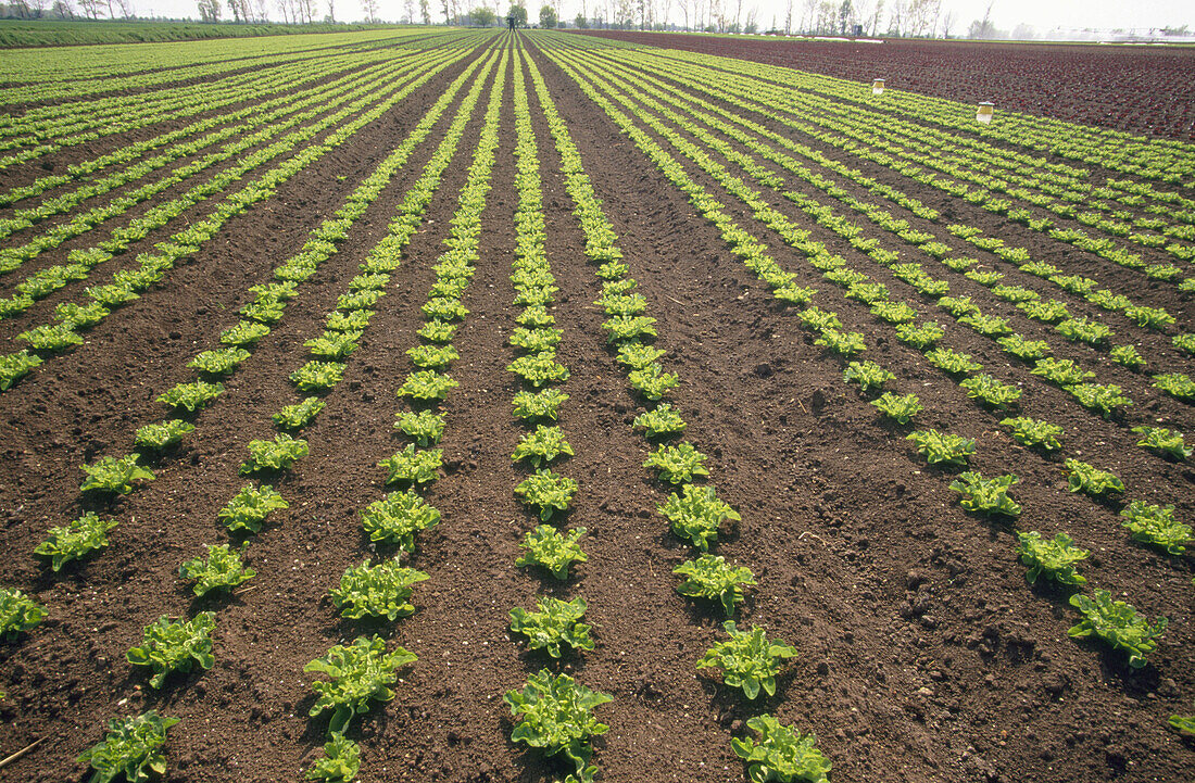 Organic lettuces. Growing in the Cambridgeshire. UK
