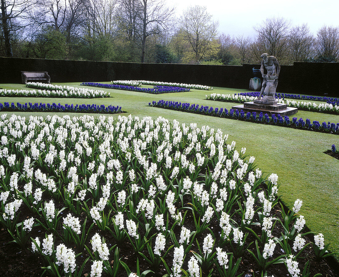 Blue and white hyacinths in the formal garden at Anglesey Abbey. Cambridgeshire. UK