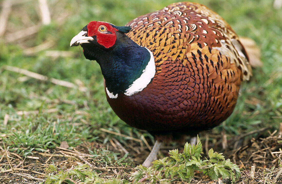 Cock pheasant (Phasianus colchicus). Ashridge. Hertfordshire. England. UK.