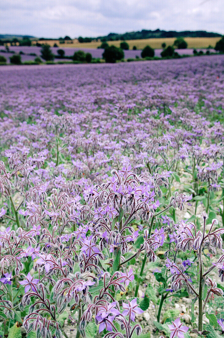 Borage (Borago officinalis) grown as agricultural crop. Chilterns, Buckinghamshire, UK