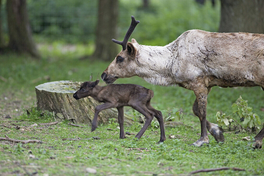 Reindeer female and calf.