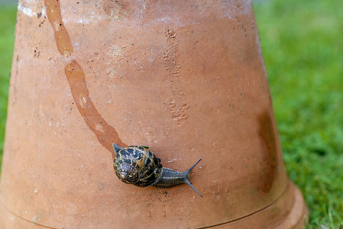 Garden Snail (Helix aspersa).