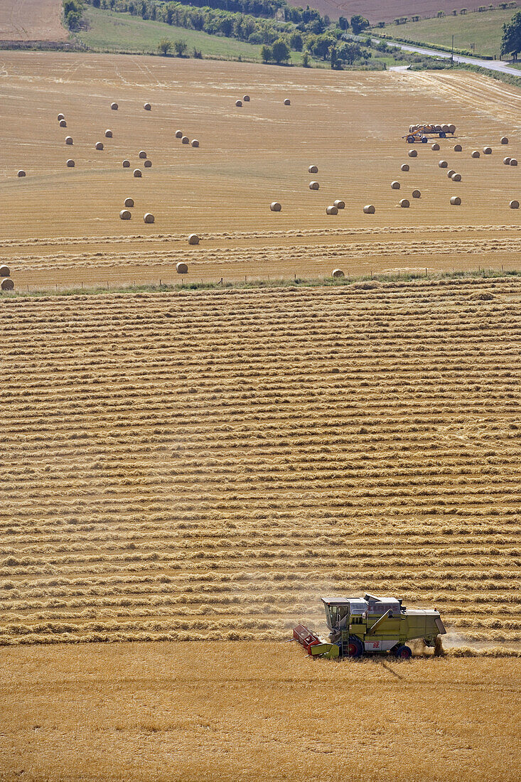 Barley harvest Ivinghoe Hills. Buckinghamshire. UK.