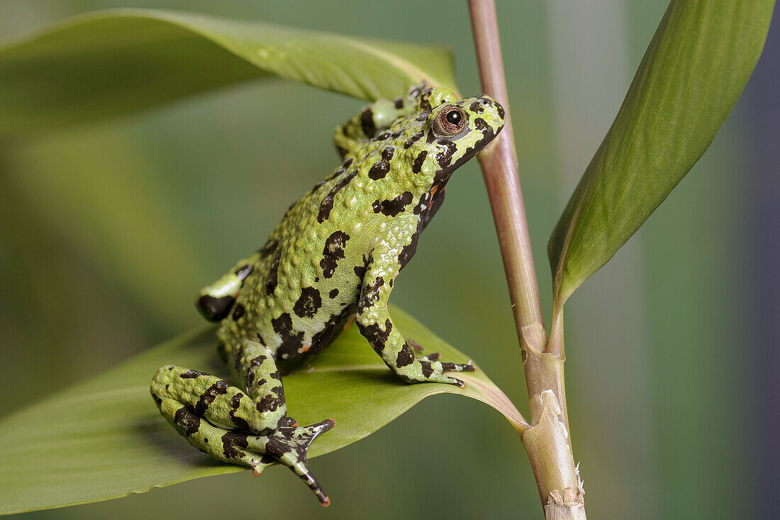 Fire Belly Toads (Bombina orientalis)