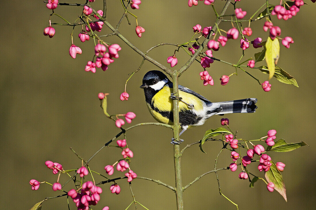 Great Tit (Parus major) on Spindle Berries