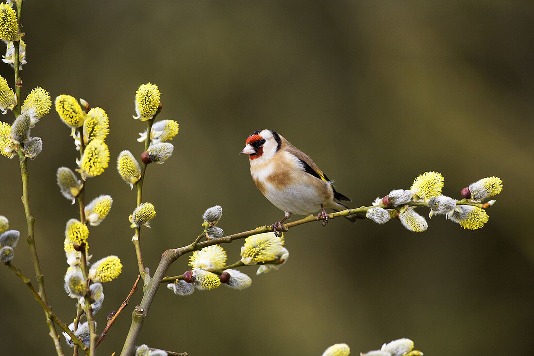 Goldfinch (Carduelis carduelis) on Pussy Willow