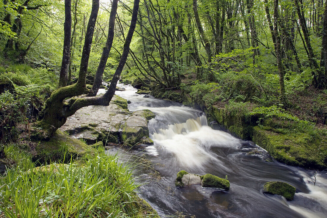 Golitha Falls River Fowey Cornwall UK