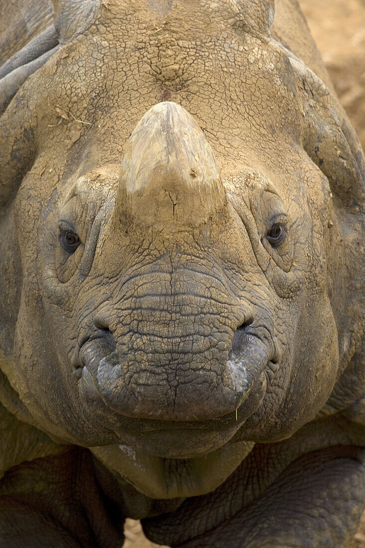 Indian One horned Rhinoceros. Rhinoceros unicornis.