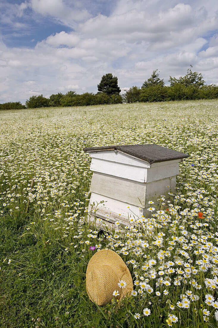 Traditional Bee Hive in Flowery Field Bucks UK