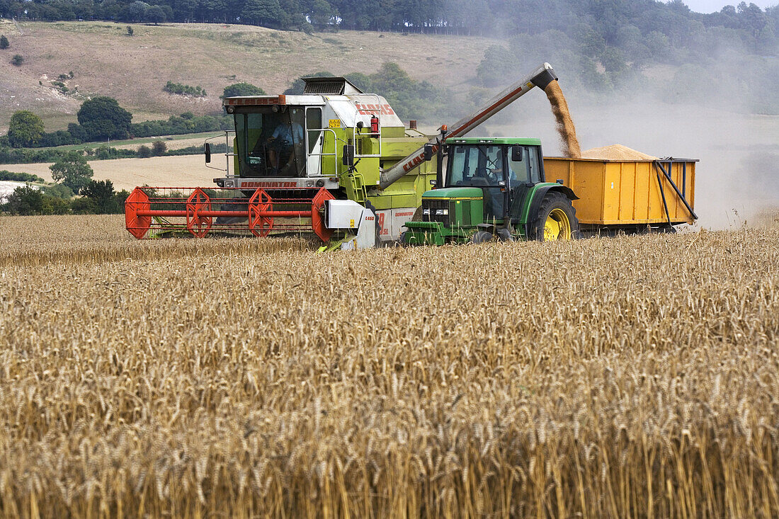 Harvesting wheat crop. Bedforshire. UK.