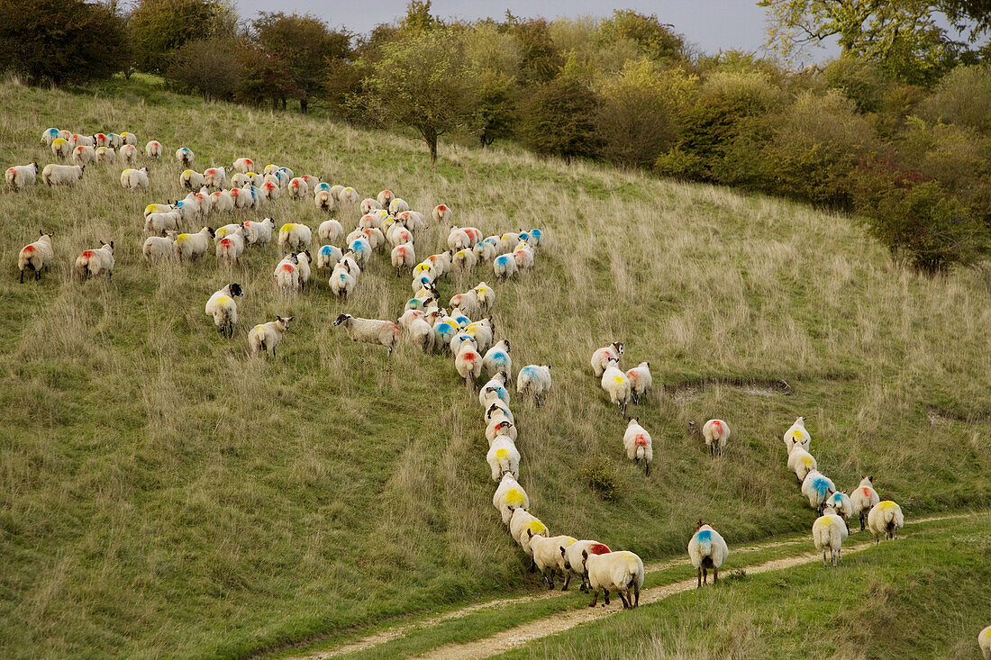Ewes are mated in October. Each Ram has a dye bag strapped to his underside. When mating occurs the Ram leaves his mark. Mated Ewes at Tupping Time Ivinghoe Hills Bucks UK October