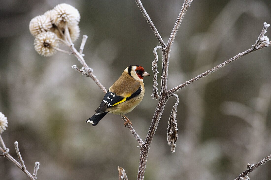 Goldfinch (Carduelis carduelis).