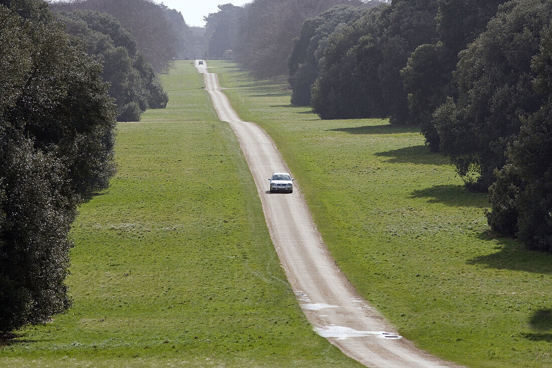 Drive through Holkham Park. Norfolk. UK