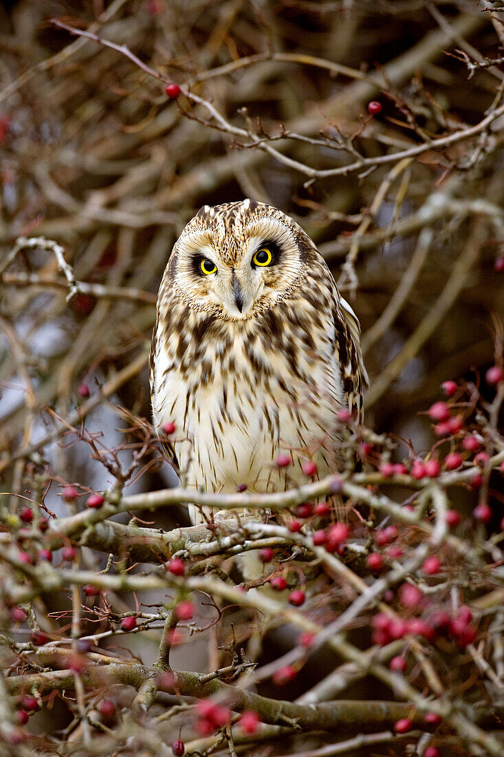 Short eared Owl (Asio flammeus). Norfolk. UK