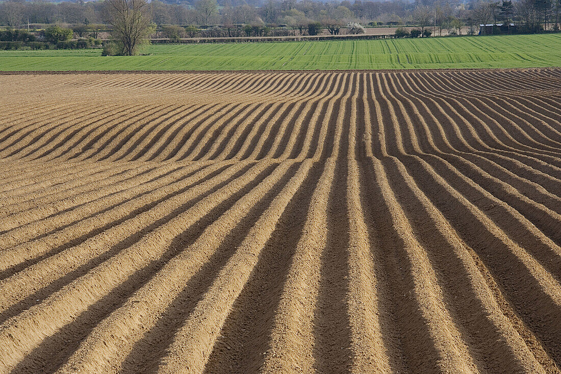 Planted potato field. Norfolk. April