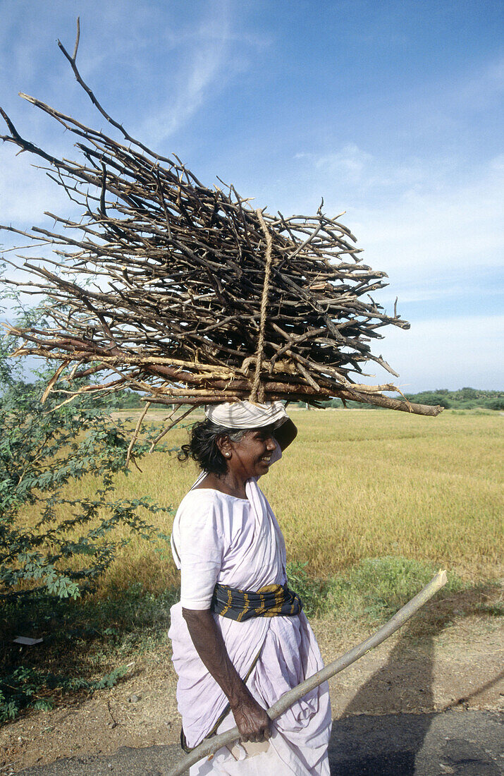 Woman carrying firewood on her head, Tamil Nadu. India.
