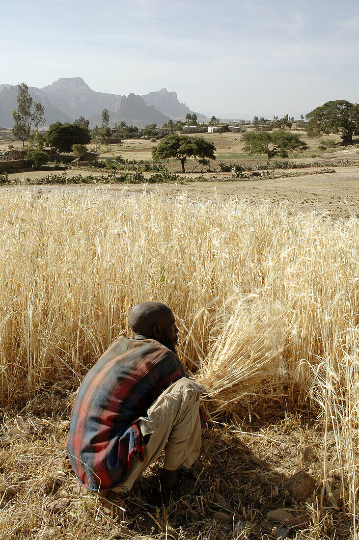 Farmer harvesting wheat. Tigray, Ethiopia