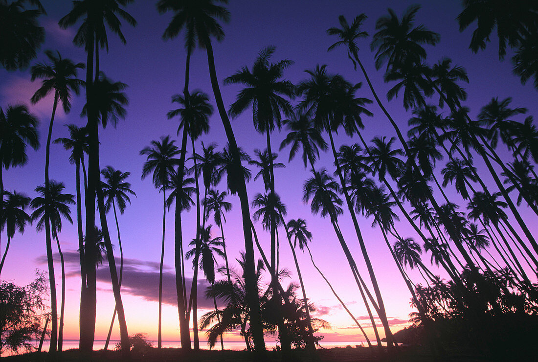 Palm trees. Royal Kapuaiwa Palm Grove. Kaunakakai. Molokai Island. Hawaii
