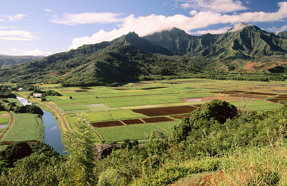 Taro fields. Hanalei Valley. Kauai Island. Hawaii. USA