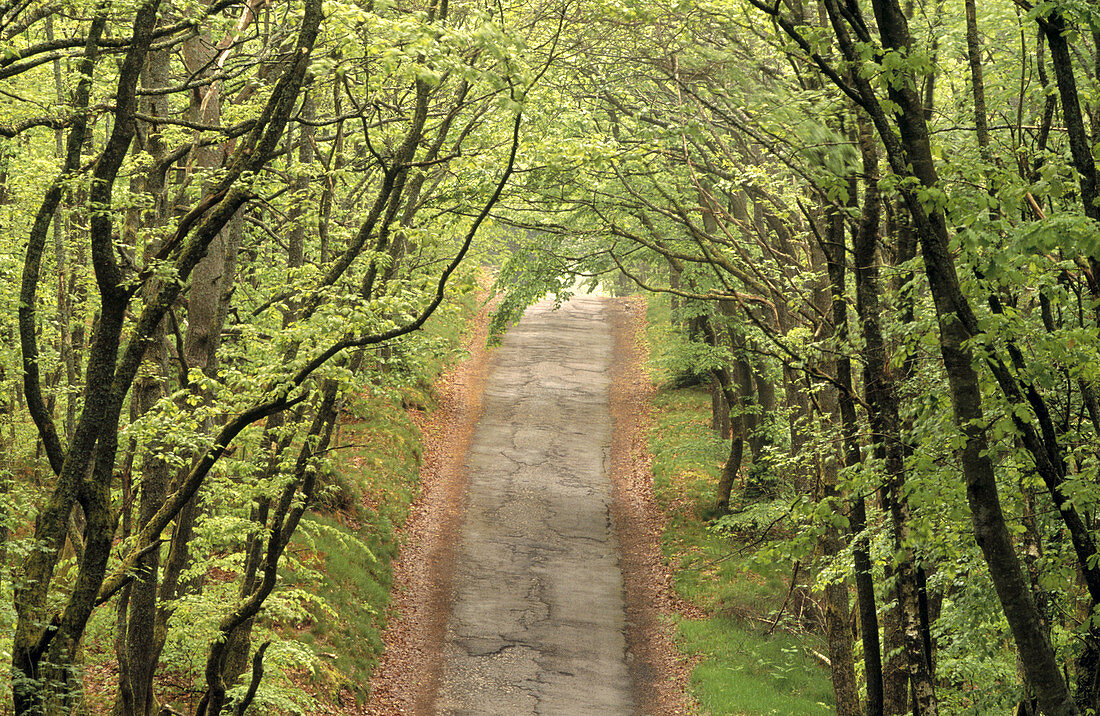 Country road. Burgundy. France