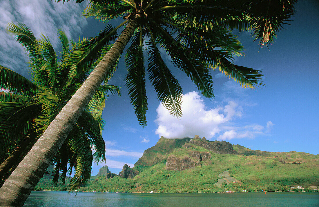 Cooks Bay. Moorea. French Polynesia