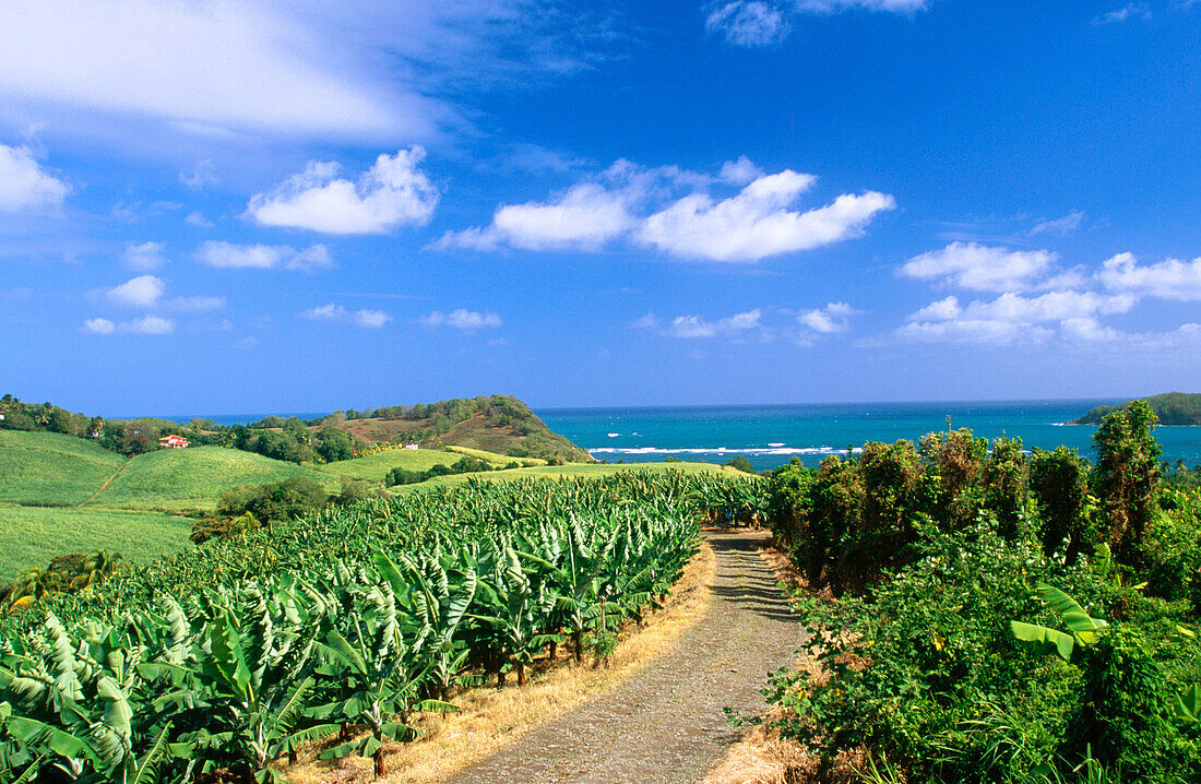 Banaba plantation in Saint Aubin Island. Martinique. French West Indies