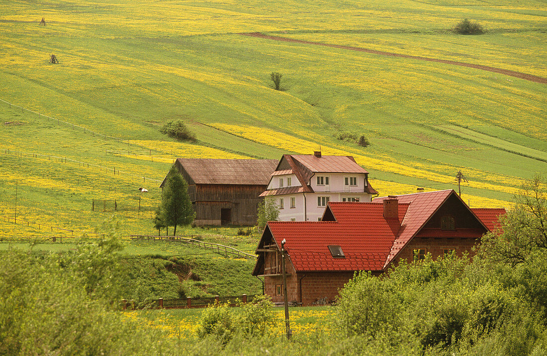 Village house in mustard field. Niedzica. The Pieniny. Carpathian Mountains. Poland