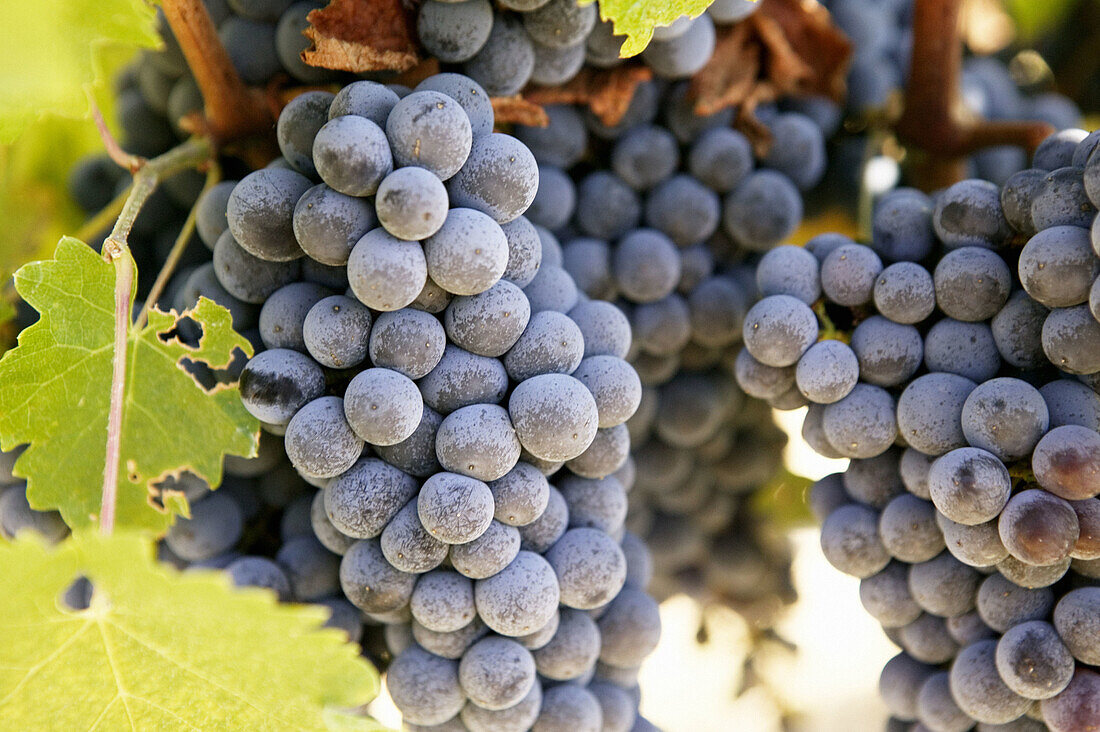 Chardonnay Grapes from Yountville (Napa Valley). California, USA
