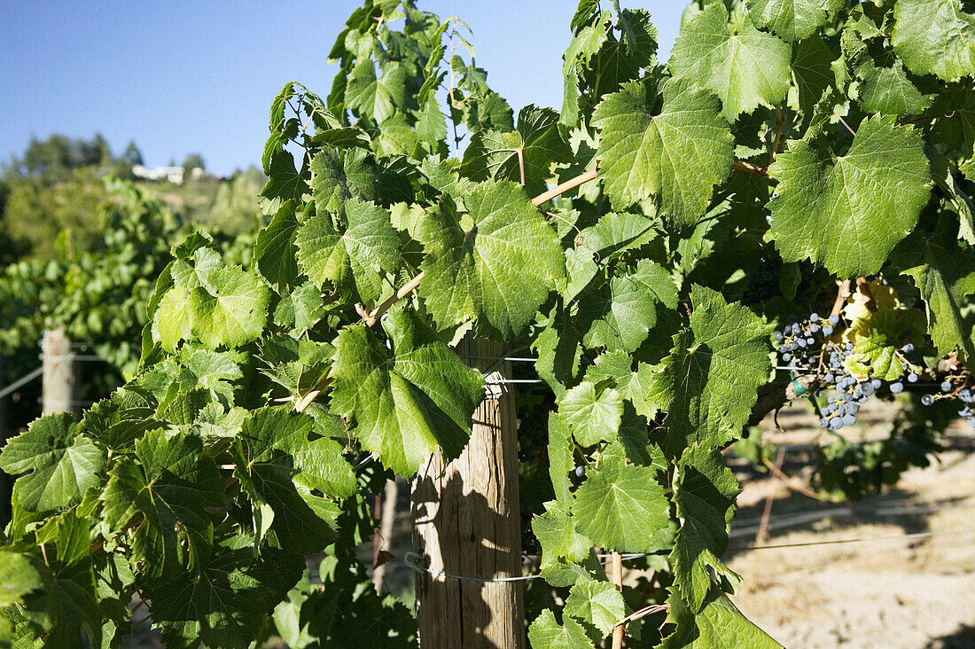 Sterling Vineyards in Napa Valley. California, USA