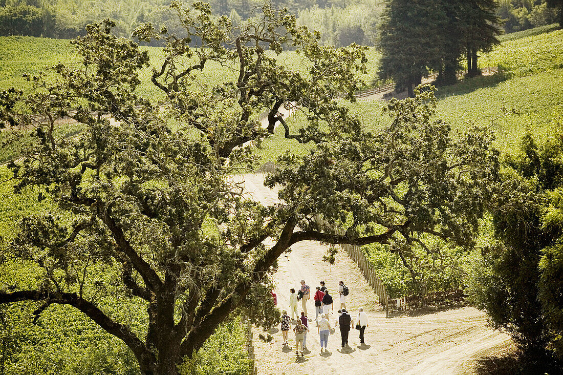 Vineyard view of the Hess Collection Winery. Napa Valley. California, USA