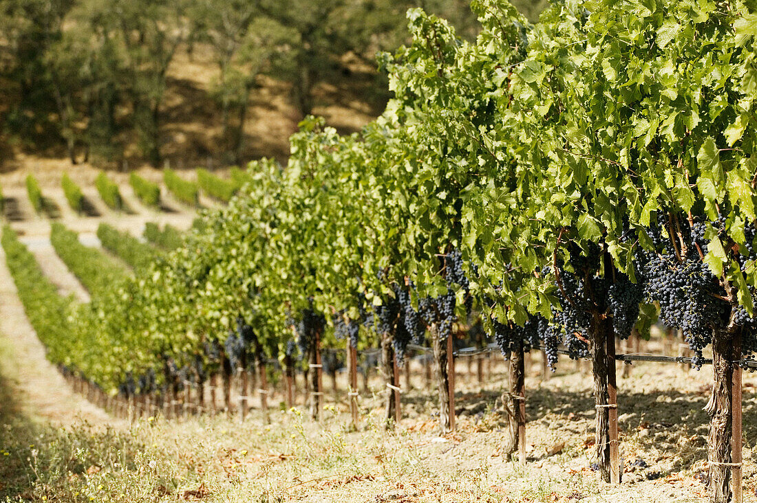 Joseph Phelps Winery in Napa Valley. California, USA