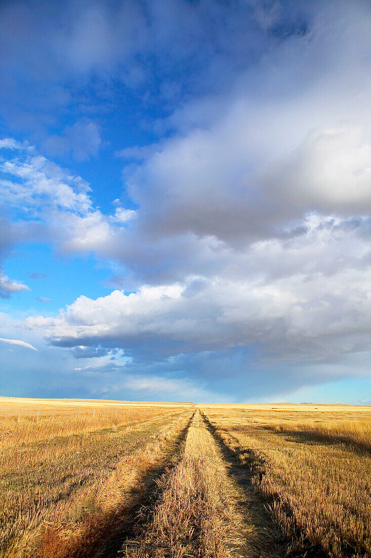 Wheat field road, landscape with dramatic sky. Stand Off. Alberta, Canada