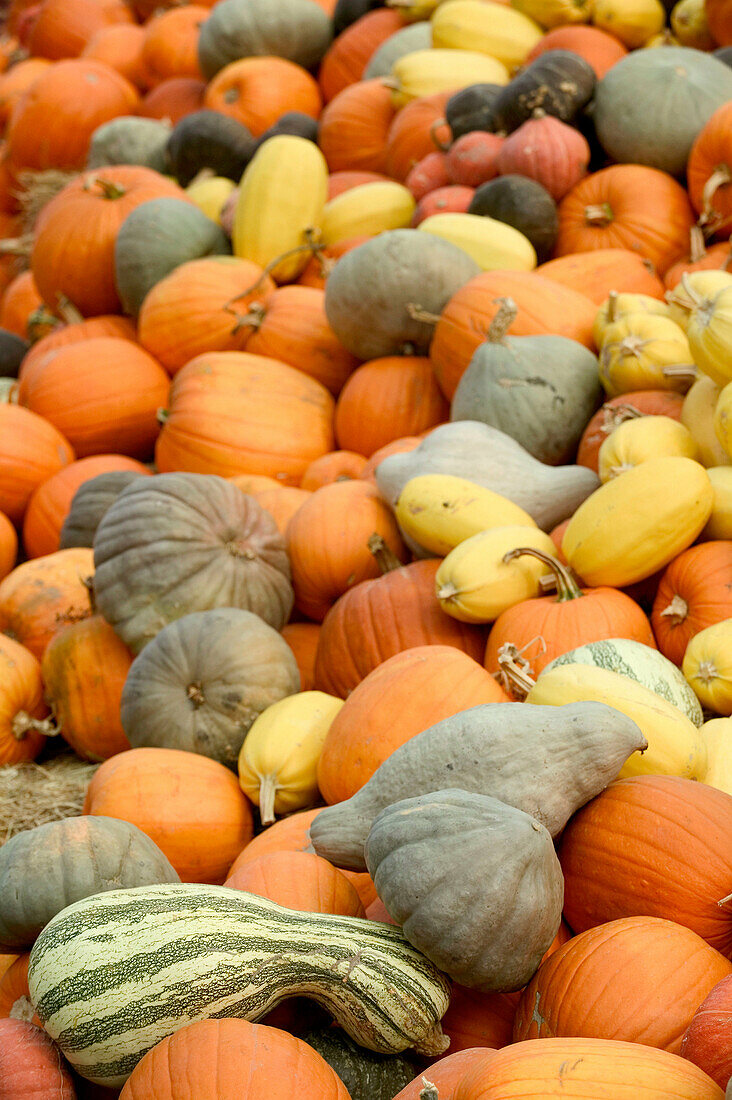 Pumpkins and squash, autumn harvest, Okanagan Valley fruit town. Keremeos. British Columbia, Canada
