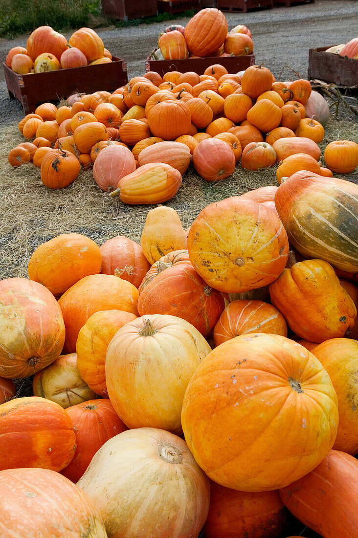 Pumpkins, autumn harvest, Okanagan Valley fruit town. Keremeos. British Columbia, Canada