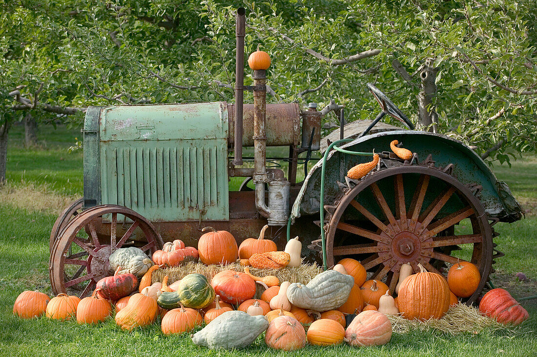 Pumpkins, autumn harvest, Okanagan Valley fruit town. Keremeos. British Columbia, Canada