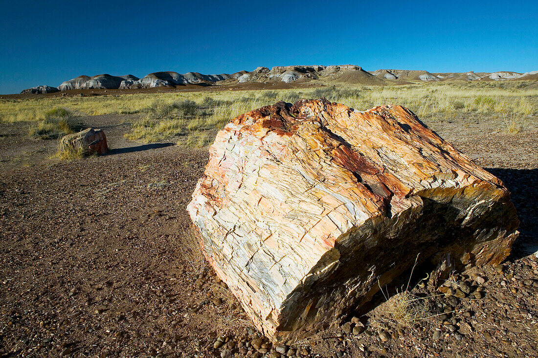 Petrified wood at Crystal Forest, Petrified Forest National Park. Arizona, USA