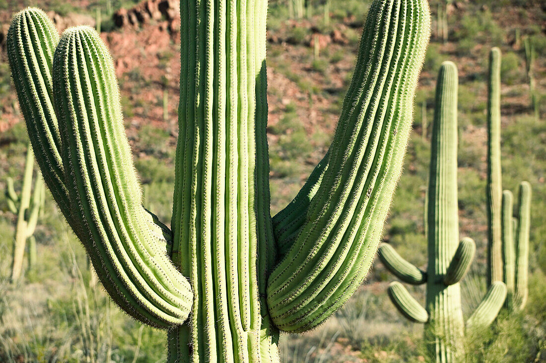 Saguaro Cactus, Saguaro National Park (West). Tucson. Arizona, USA