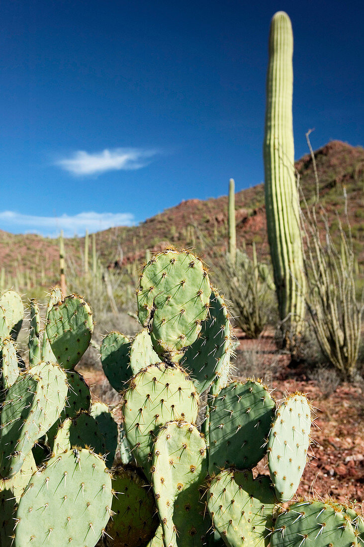 Prickly Pear cactus, Saguaro National Park (West). Tucson. Arizona, USA