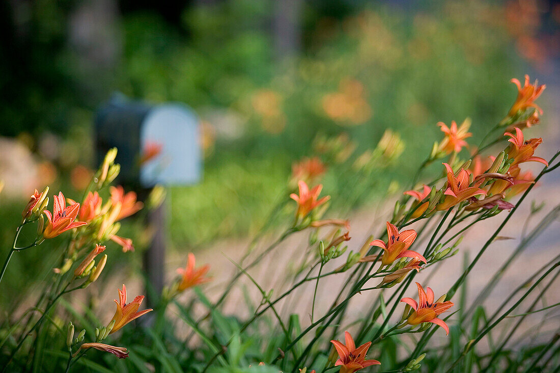 Summer flowers. Annisquam village. Gloucester. Massachusetts. USA.