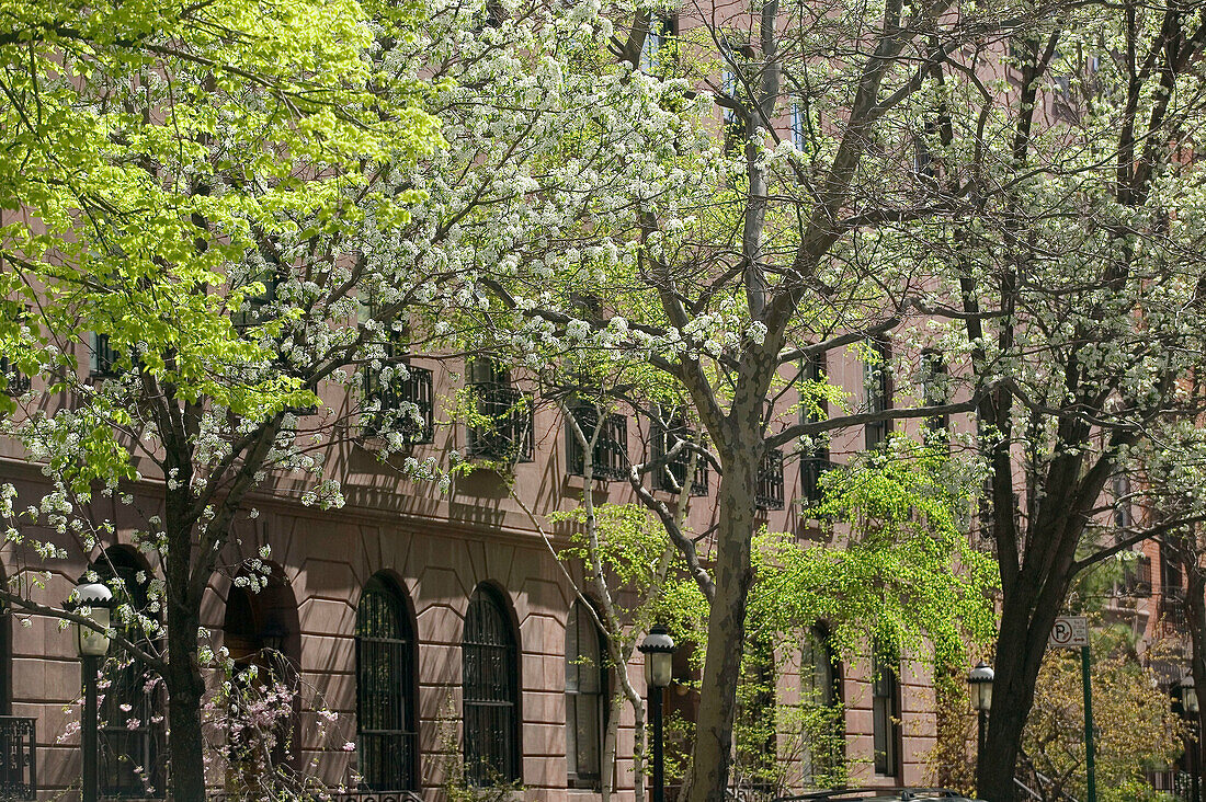 West 22nd street. Chelsea historic district. Springtime blossoms. Chelsea. Manhattan. New York city. USA.