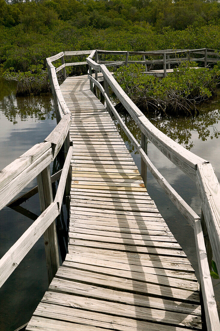 Bahamas, Grand Bahama Island, Eastern Side: Lucayan National Park, Mangrove Area, Footbridge