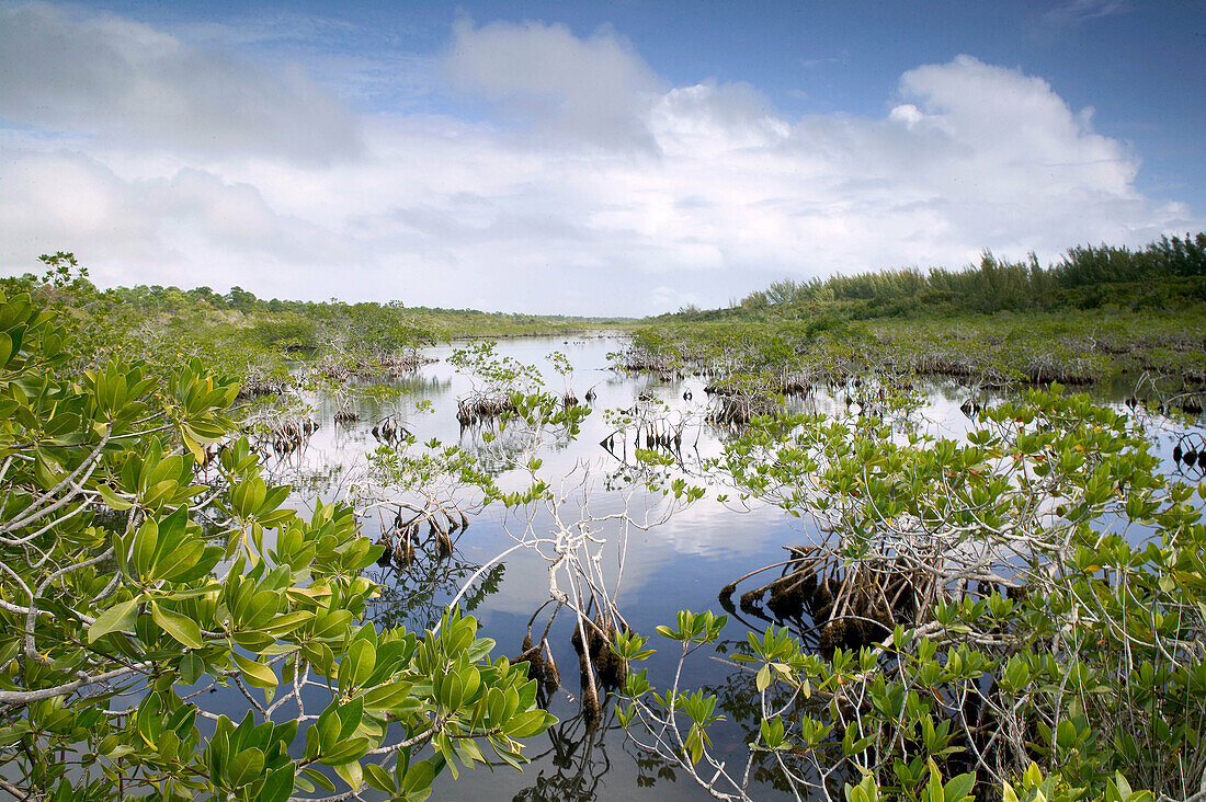Bahamas, Grand Bahama Island, Eastern Side: Lucayan National Park, Mangrove Area by Gold Rock Beach