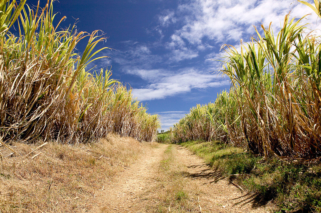 Barbados, North East Coast, St. Nicholas Abbey: St. Nicholas Abbey Sugar Plantation, Sugar Cane Fields