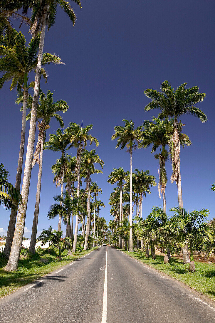 French West Indies (FWI), Guadeloupe, Basse-Terre, Caspesterre, Belle-Eau: Allee Dumanoir, Road N1 with Tall Palm Trees