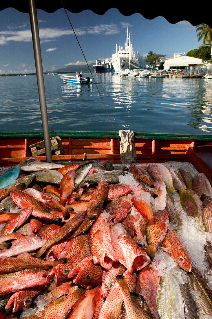 French West Indies (FWI), Guadeloupe, Grande Terre Island, Pointe-a-Pitre: La Darse / Inner Harbor -Fish Seller s Stock / Fish Market