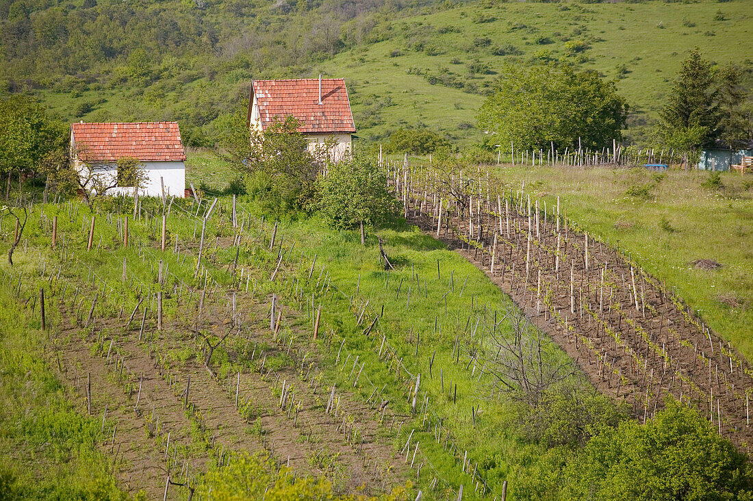 View of Hillside Vineyards. One of Hungary s Prime Wine Growing Towns. Bukk Hills, Eger. Northern Uplands. Hungary. 2004.